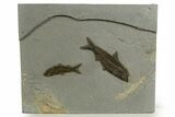 Two Detailed Fossil Fish (Knightia) - Wyoming #327944-1
